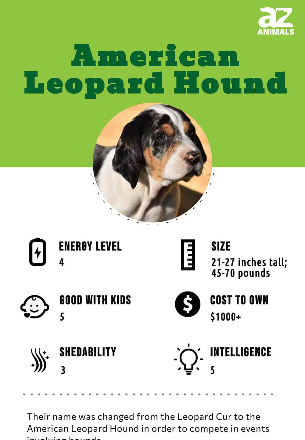 Catahoula leopard store dog intelligence ranking