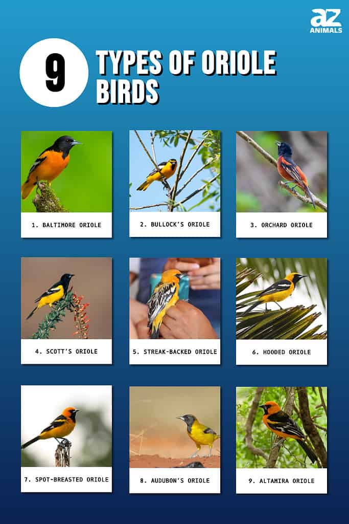 Types Of Orioles