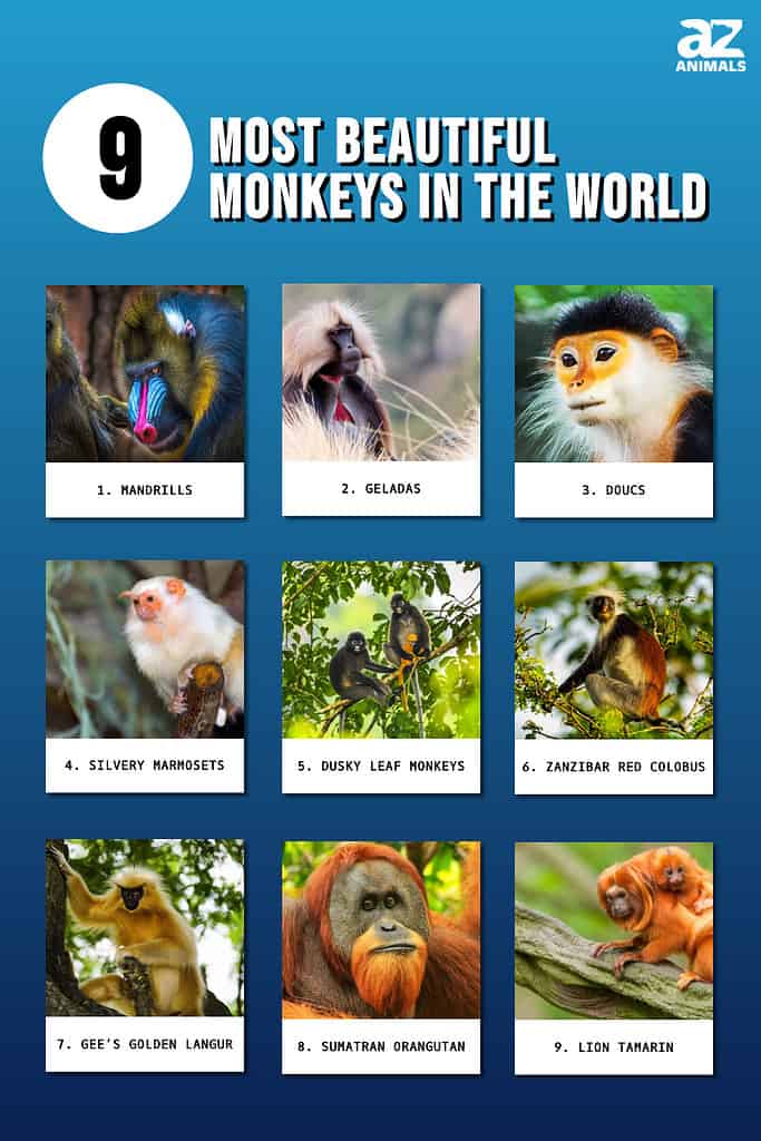Infographic of Most Beautiful Monkeys in the World