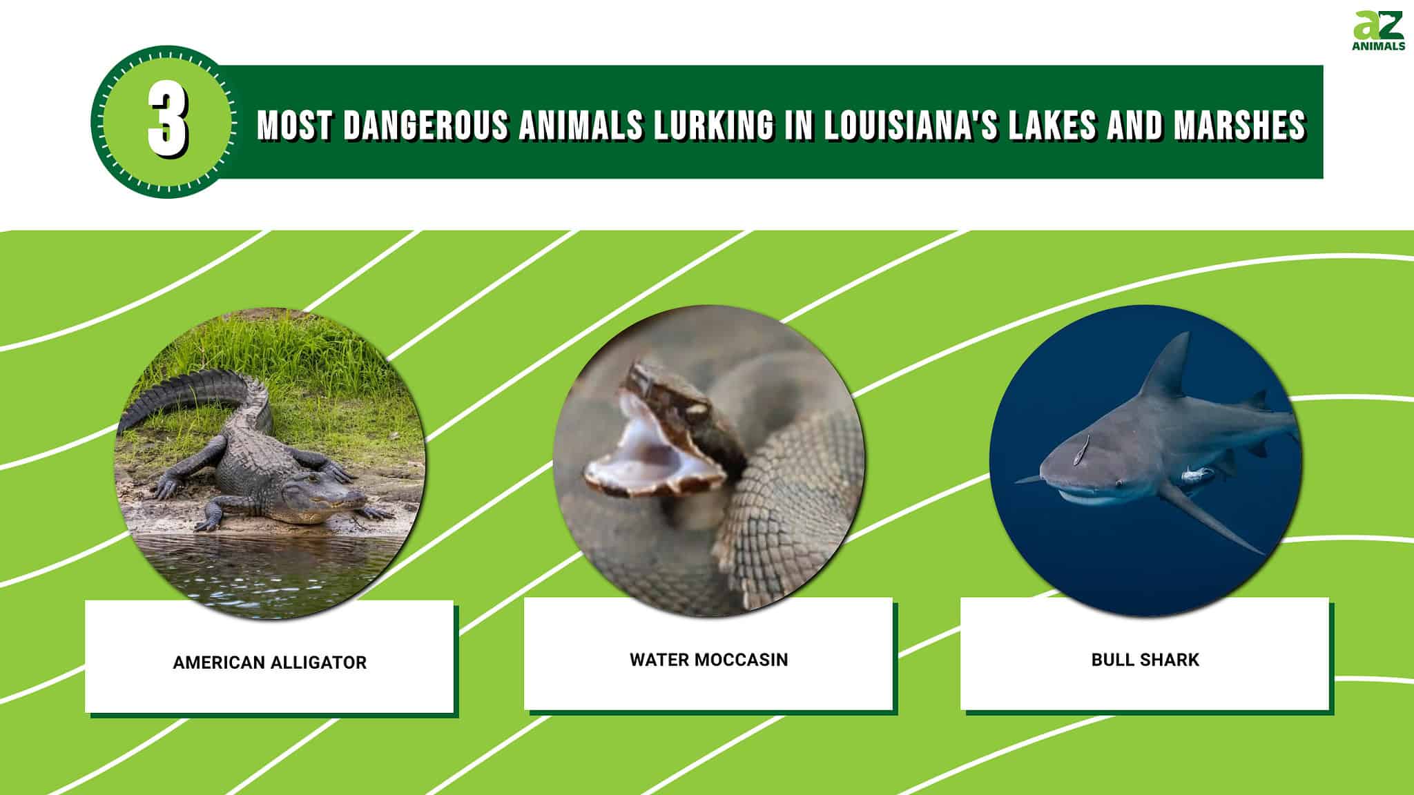 Discover the 3 Most Dangerous Animals Lurking in Louisiana's Lakes and ...