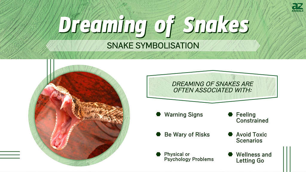 Dreaming of Snakes infographic