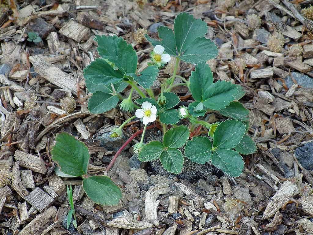 Strawberry runner plant in mulch