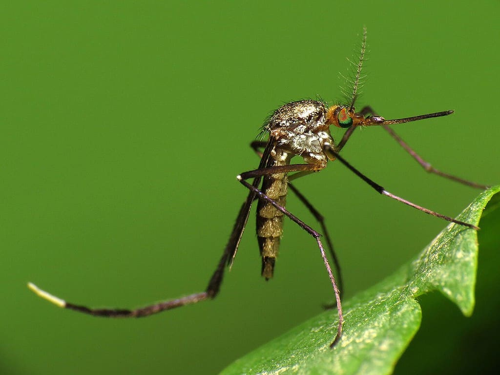 woodland mosquito/white-footed wood mosquito