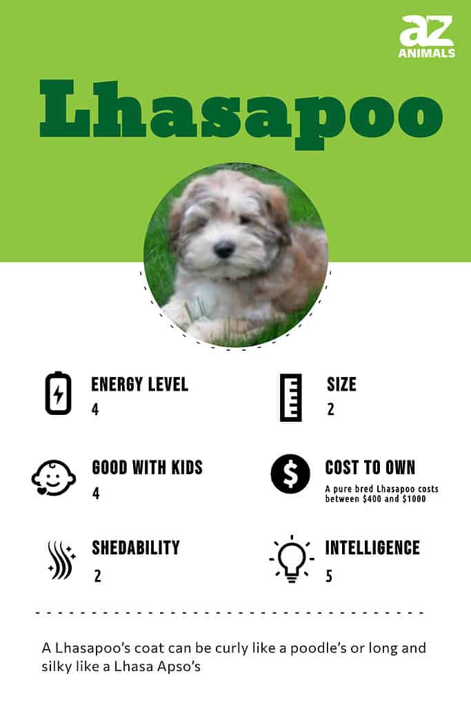 Lhasa poo sale cost