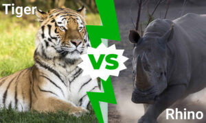 Tiger vs. Rhino: Which Powerful Animal Would Win a Fight? Picture