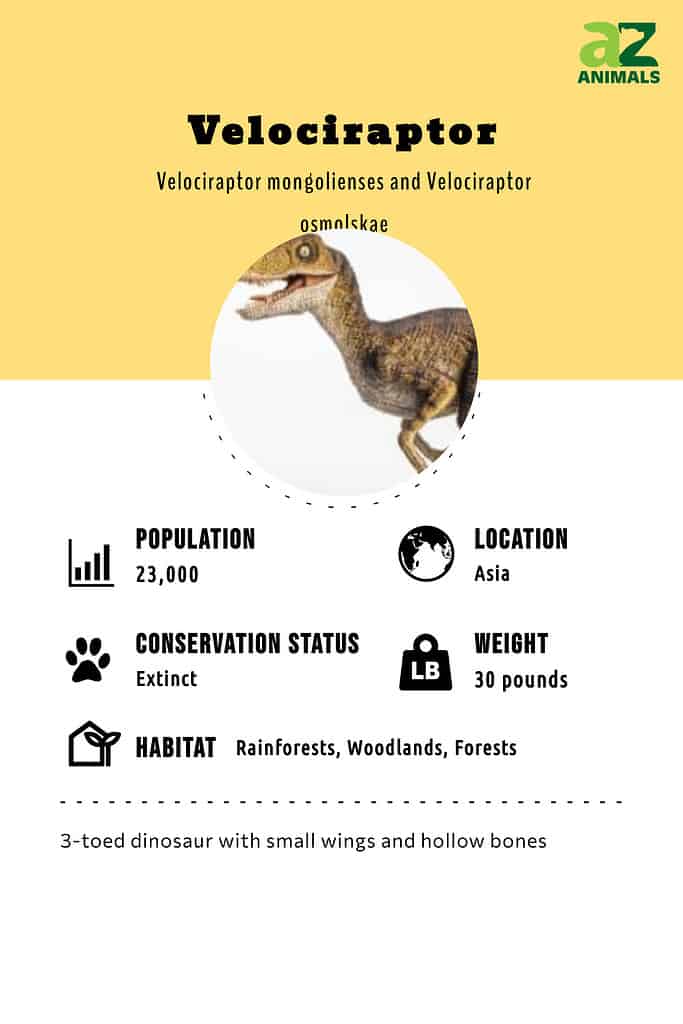 Velociraptor - Description, Habitat, Image, Diet, and Interesting Facts