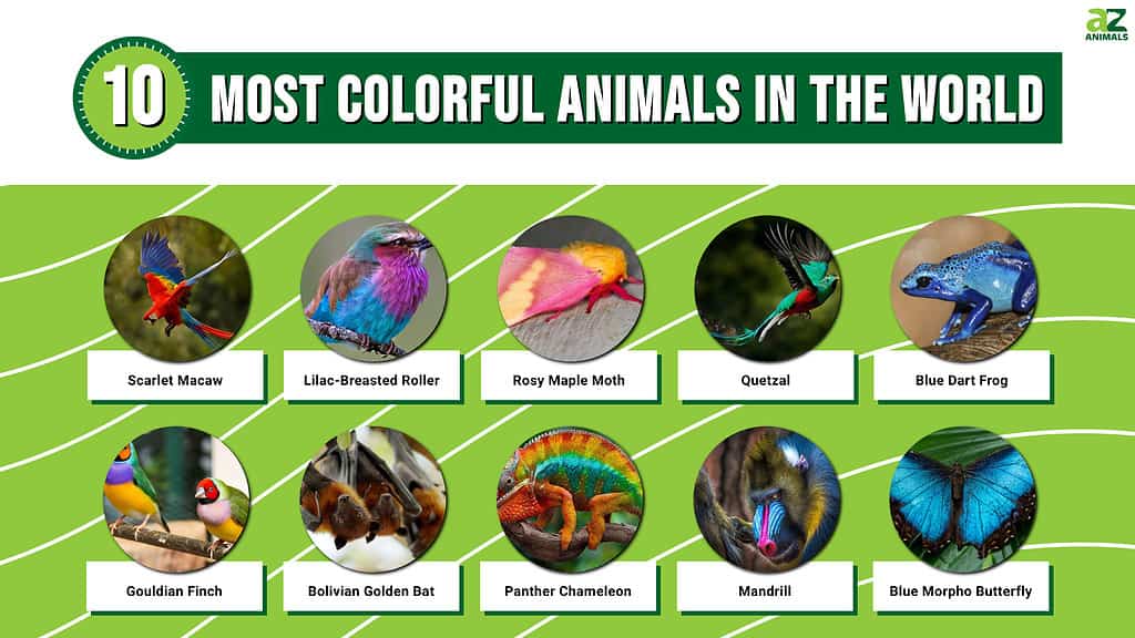 colorful animals