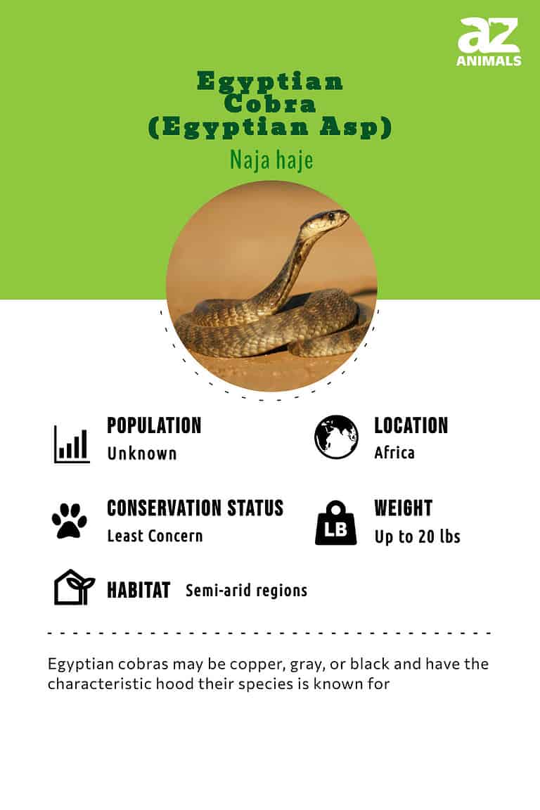 Egyptian Cobra (Egyptian Asp) Animal Facts - Naja haje - A-Z Animals