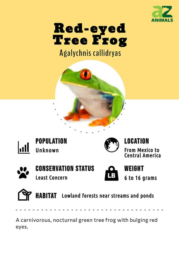 Red-eyed tree frog infographic