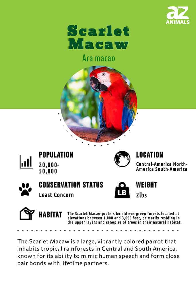The Scarlet Macaw is a large, vibrantly colored parrot that inhabits tropical rainforests in Central and South America, known for its ability to mimic human speech and form close pair bonds with lifetime partners.