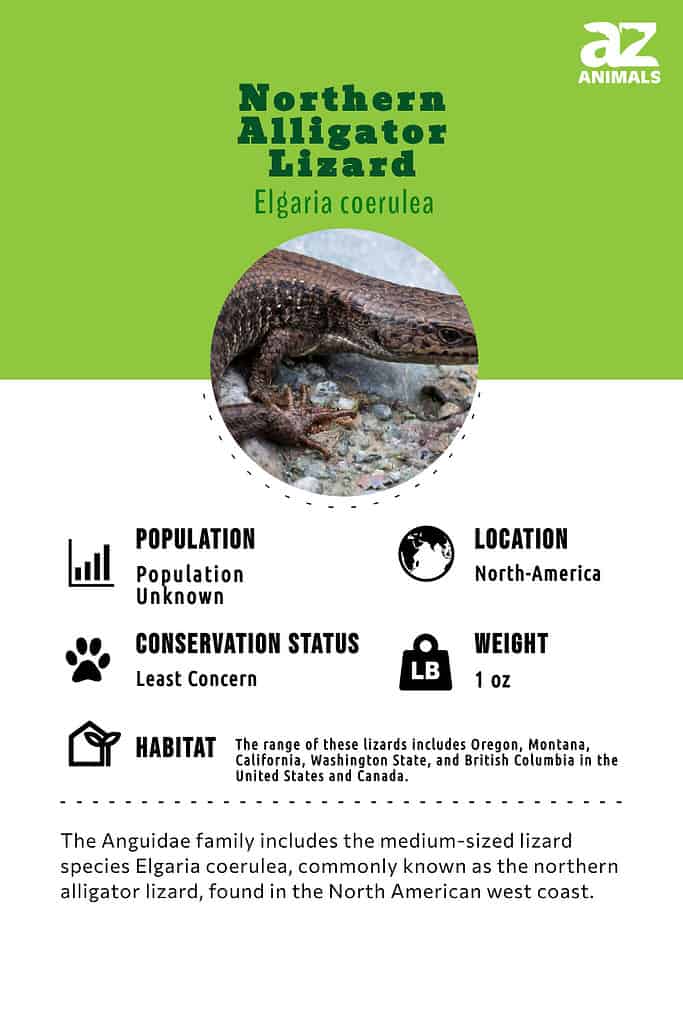 The Anguidae family includes the medium-sized lizard species Elgaria coerulea, commonly known as the northern alligator lizard, found in the North American west coast.