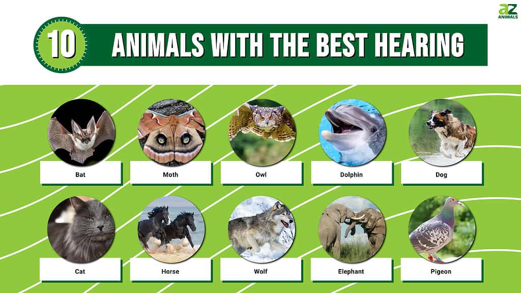10 Animals With The Best Hearing - A-Z Animals
