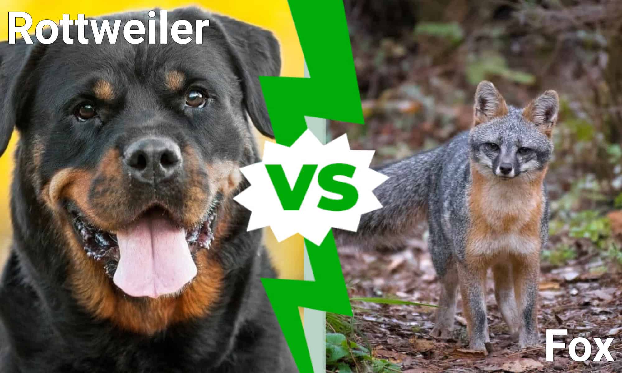 Rottweiler Vs. Fox: Which Animal Would Win a Fight? - AZ Animals