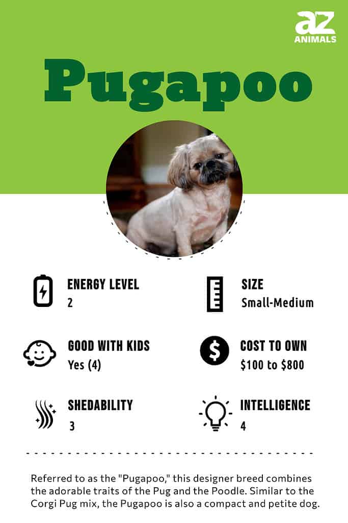 Pugapoo infographic