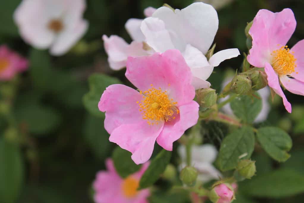 The climbing prairie rose (Rosa setigera) is a North American native that appears across the Southeast.