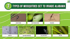 Discover 7 Types of Mosquitoes in Alabama Picture