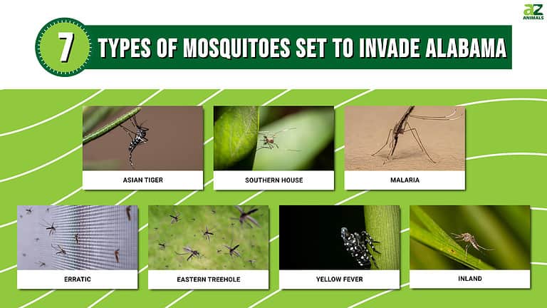 Common types of mosquitoes in Alabama