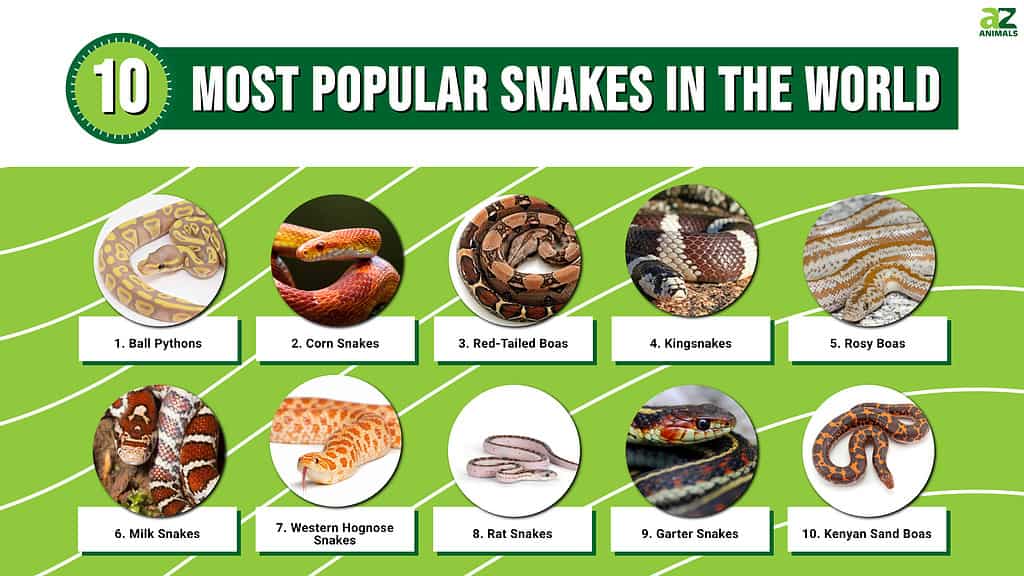 Infographic of Most Popular Snakes in the World