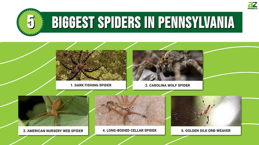 5 Venomous Spiders in Massachusetts this Winter – How to Deal with A Spider  Invasion in Eastern Massachusetts