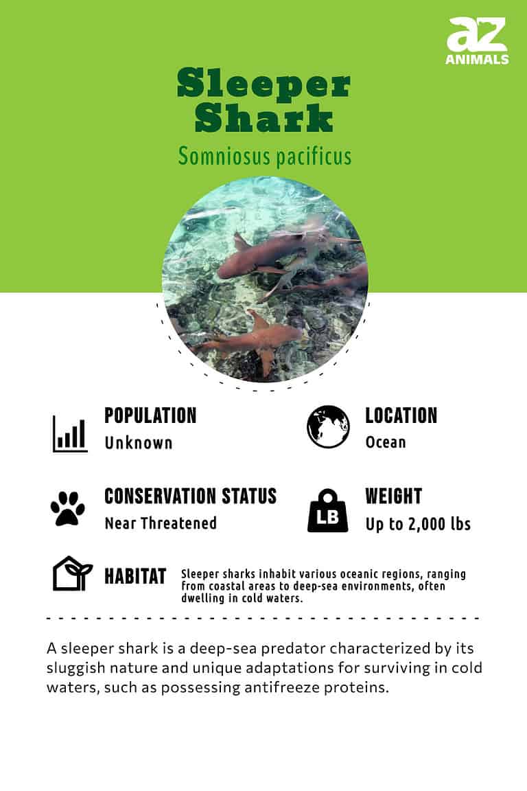 Sleeper Shark Fish Facts - A-Z Animals