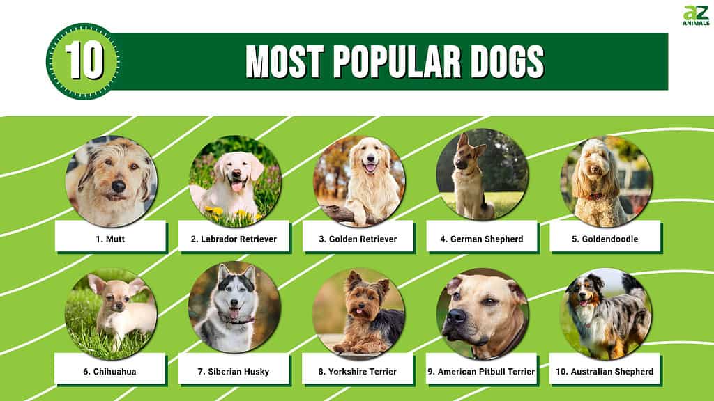Top 10 Most Popular Dogs AZ Animals