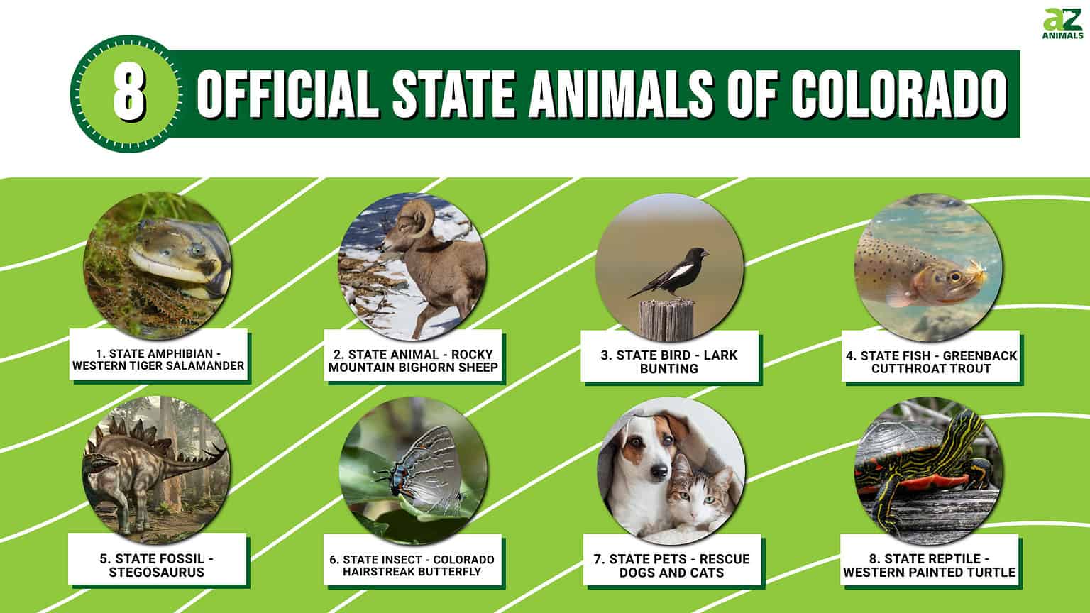 Discover the 8 Official State Animals of Colorado AZ Animals