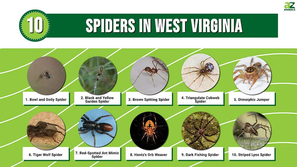 Infographic of 10 Spiders in West Virginia