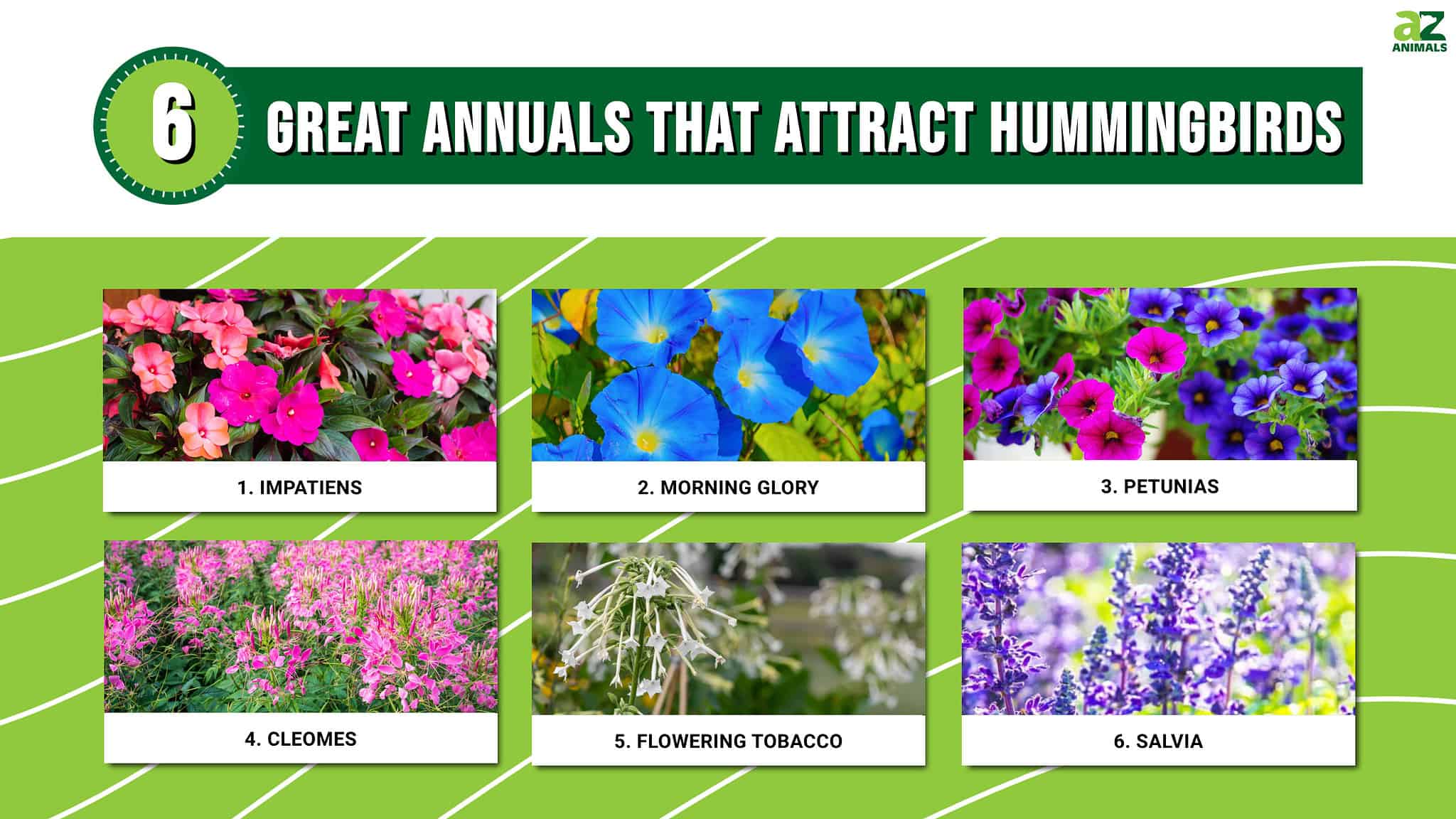 6 Great Annuals That Attract Hummingbirds AZ Animals