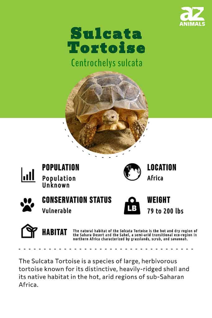 The Sulcata Tortoise is a species of large, herbivorous tortoise known for its distinctive, heavily-ridged shell and its native habitat in the hot, arid regions of sub-Saharan Africa.
