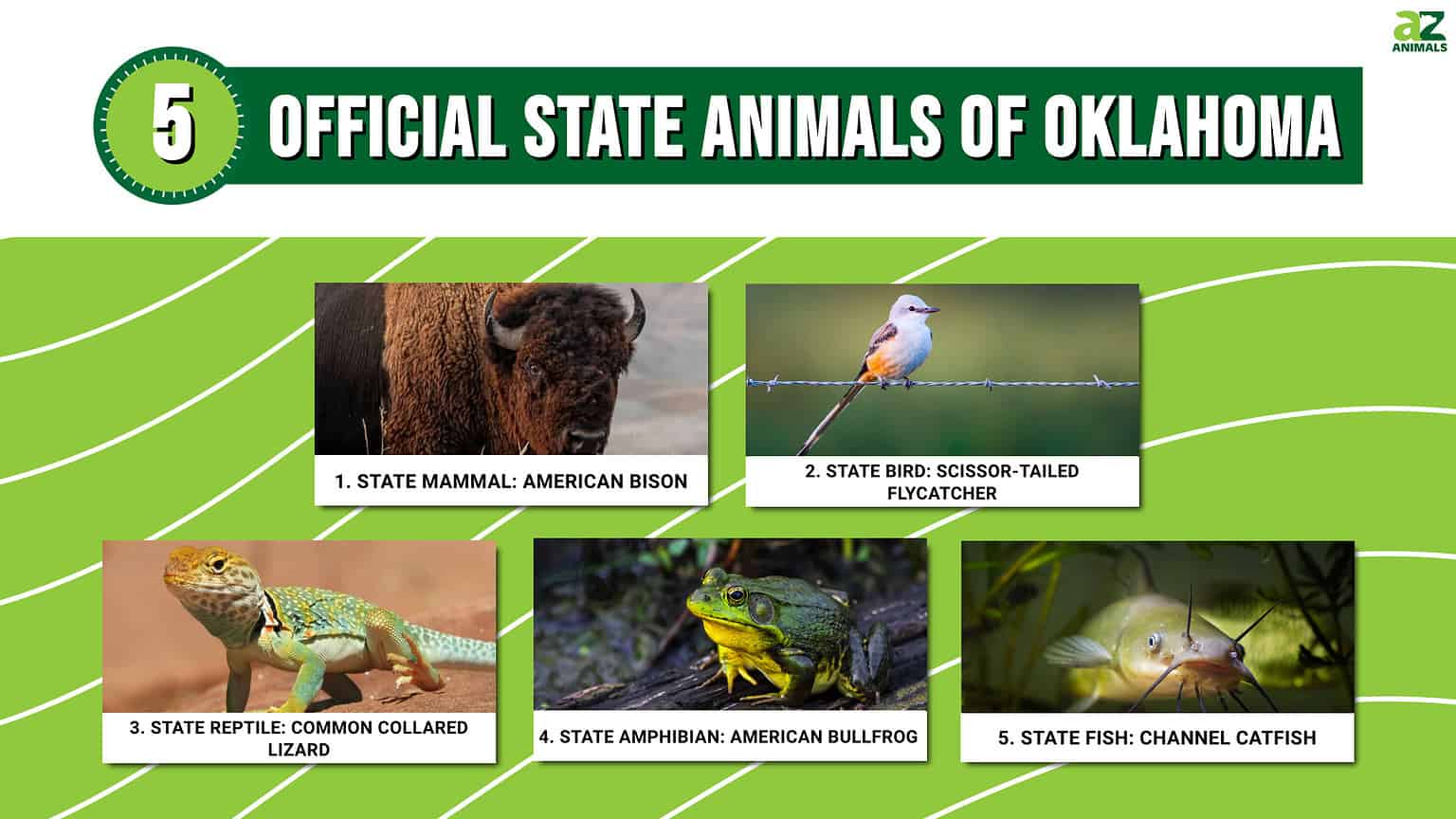 Discover the 5 Official State Animals of Oklahoma - AZ Animals