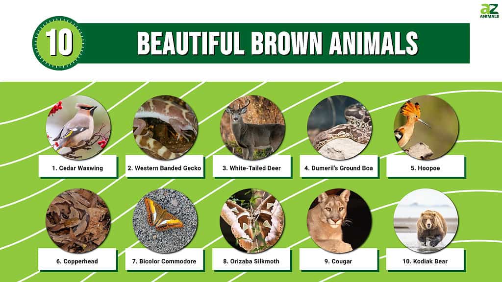 Beautiful Brown Animals infographic
