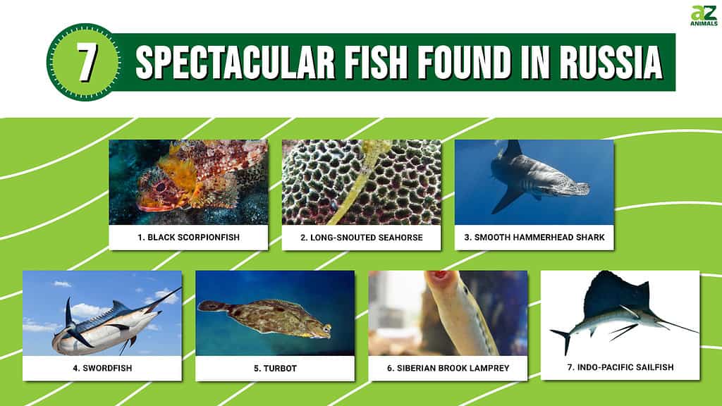 Discover 7 Spectacular Fish Found In Russia AZ Animals