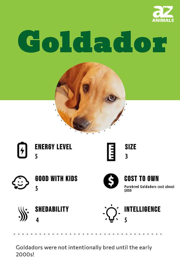 Goldador Dog Breed Complete Guide A Z Animals