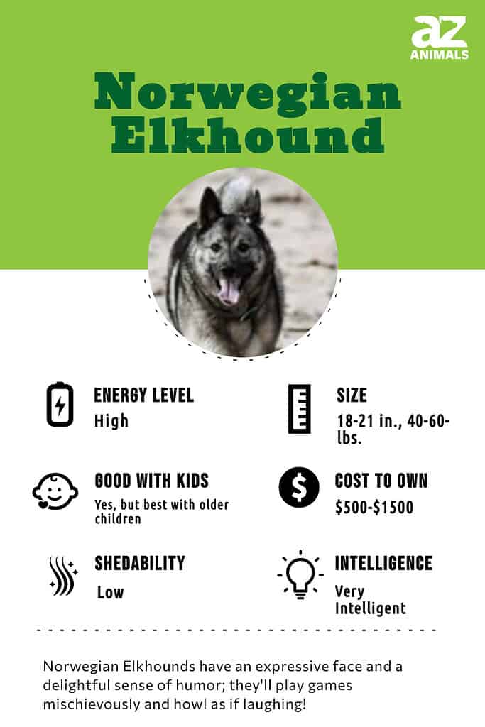 Show me a picture best sale of a norwegian elkhound