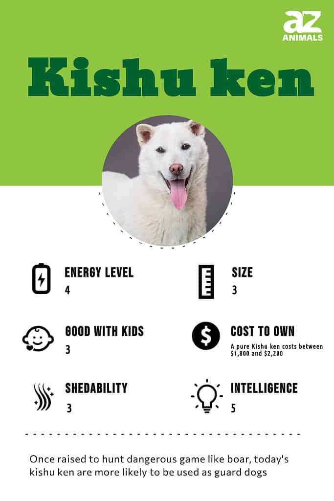 Kishu dog hot sale breed