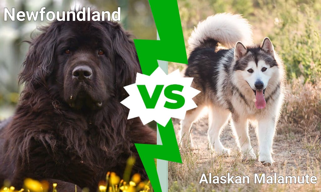 Newfoundland vs Alaskan Malamute