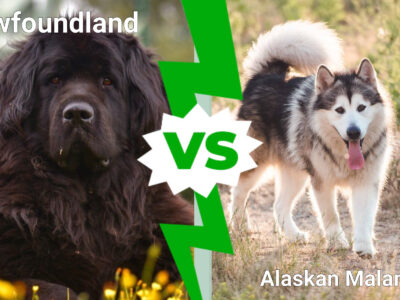 A Newfoundland vs. Alaskan Malamute : 7 Key Differences Explained