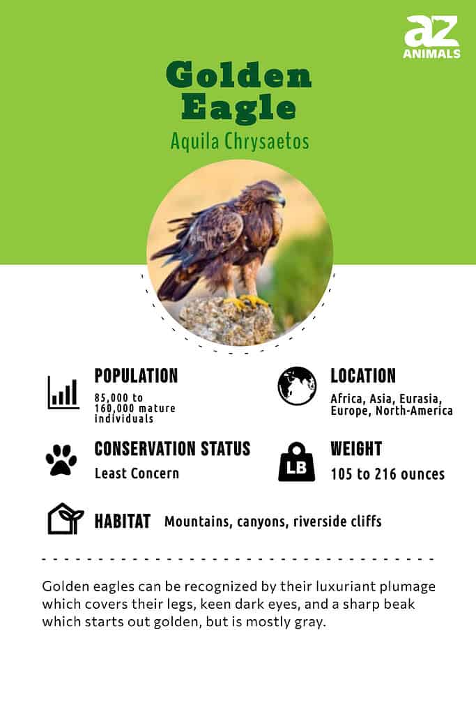 Golden Eagle Fact Sheet, Blog, Nature
