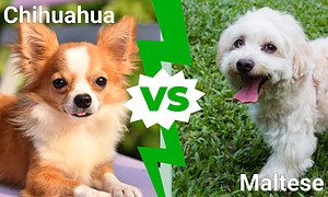 Cutest Dogs in the World: Chihuahua Vs. Maltese Picture