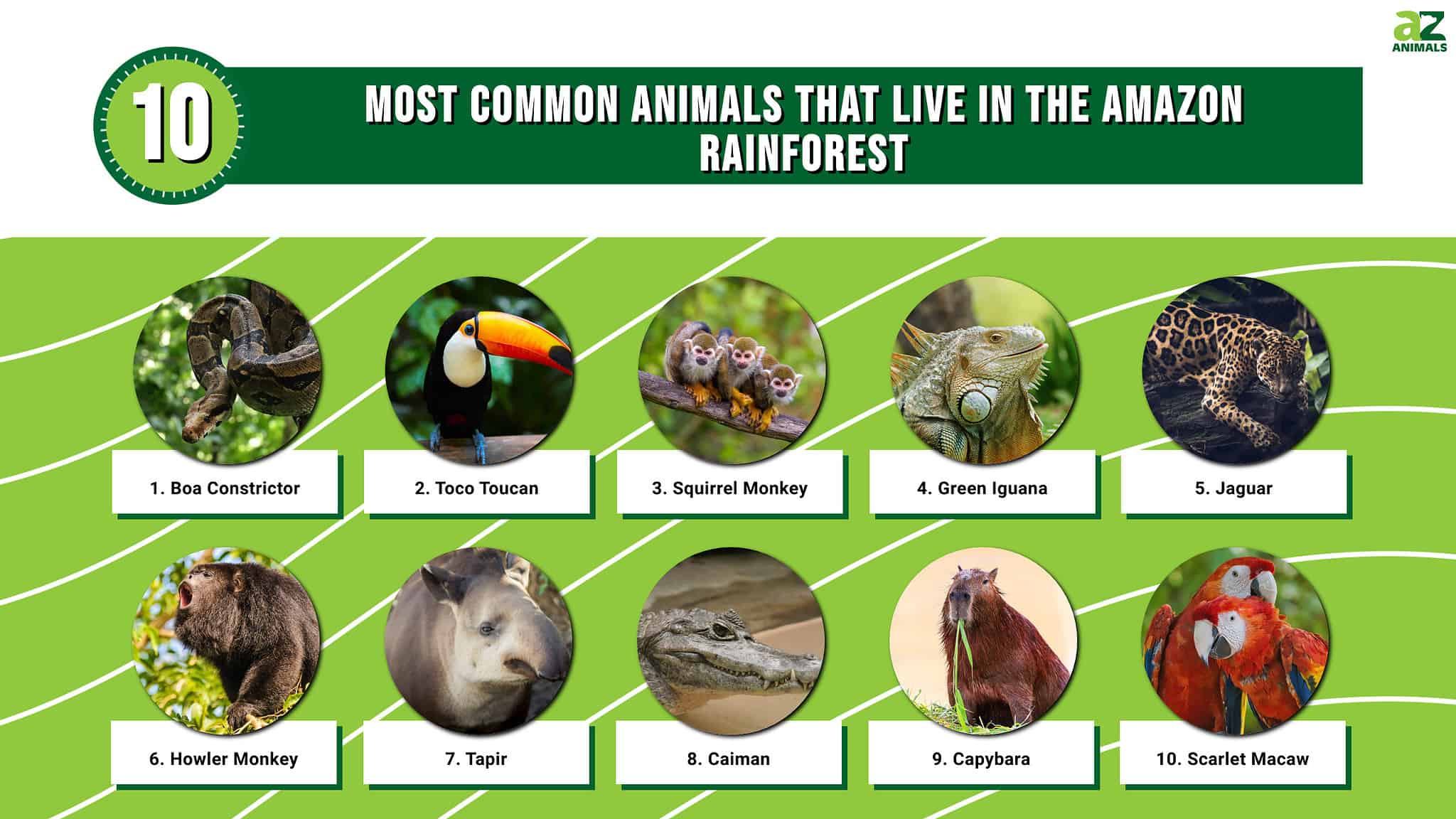 the-10-most-common-animals-that-live-in-the-amazon-rainforest-a-z-animals