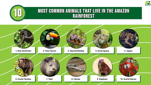 The 10 Most Common Animals That Live in the Amazon Rainforest - A-Z Animals