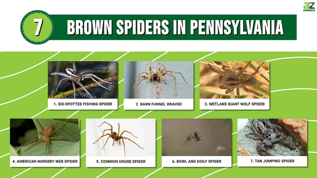 Discover 7 Brown Spiders In Pennsylvania A Z Animals   35d24343d30f6ee81d97aa496b9f7f179a0c71a8 1024x576 