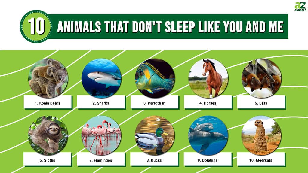 Which animal dies not sleep?