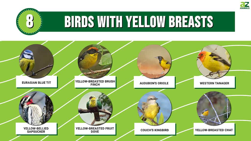 8 Birds With Yellow Breasts (Pictures to Help You Identify) - A-Z Animals