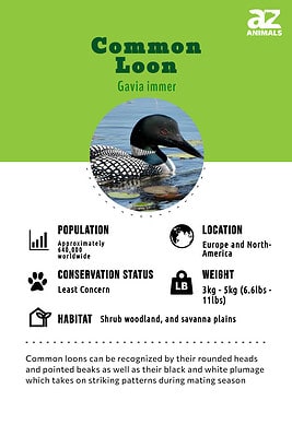 Common Loon Animal Facts - Gavia immer - A-Z Animals