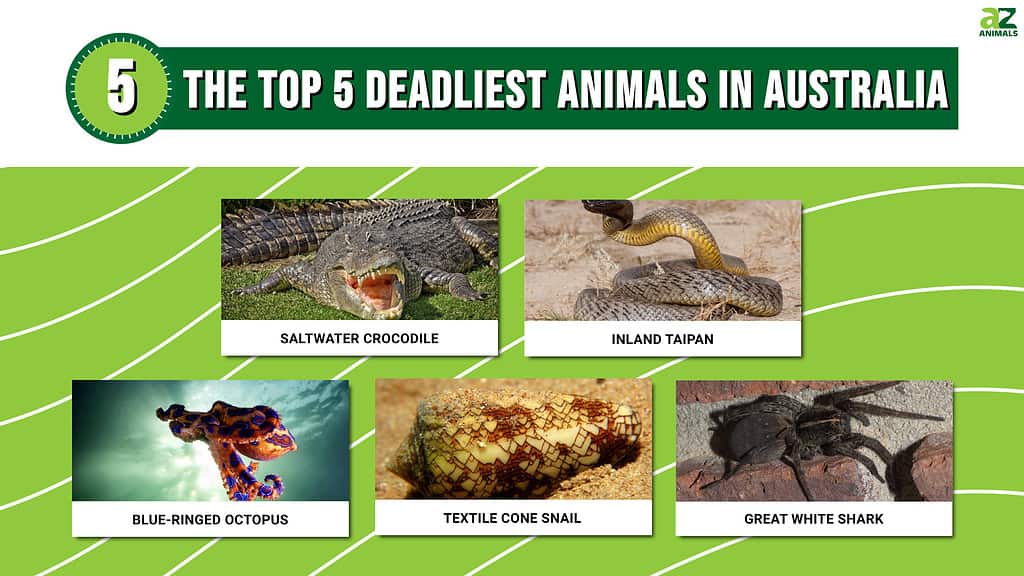 The Top 5 Deadliest Animals In Australia AZ Animals