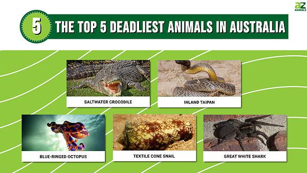 The Top 5 Deadliest Animals in Australia - A-Z Animals