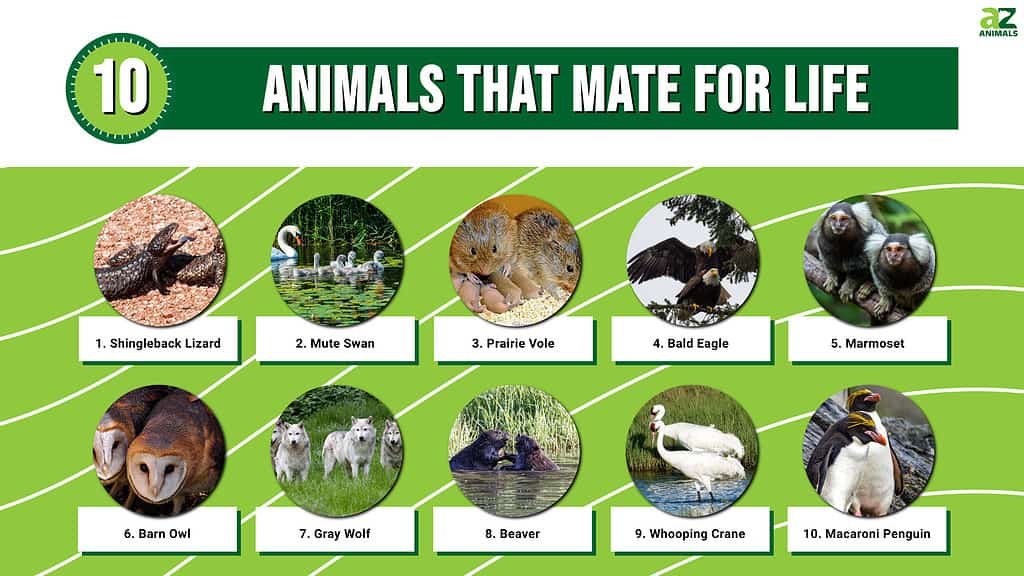 Infographic for Animals That Mate for Life