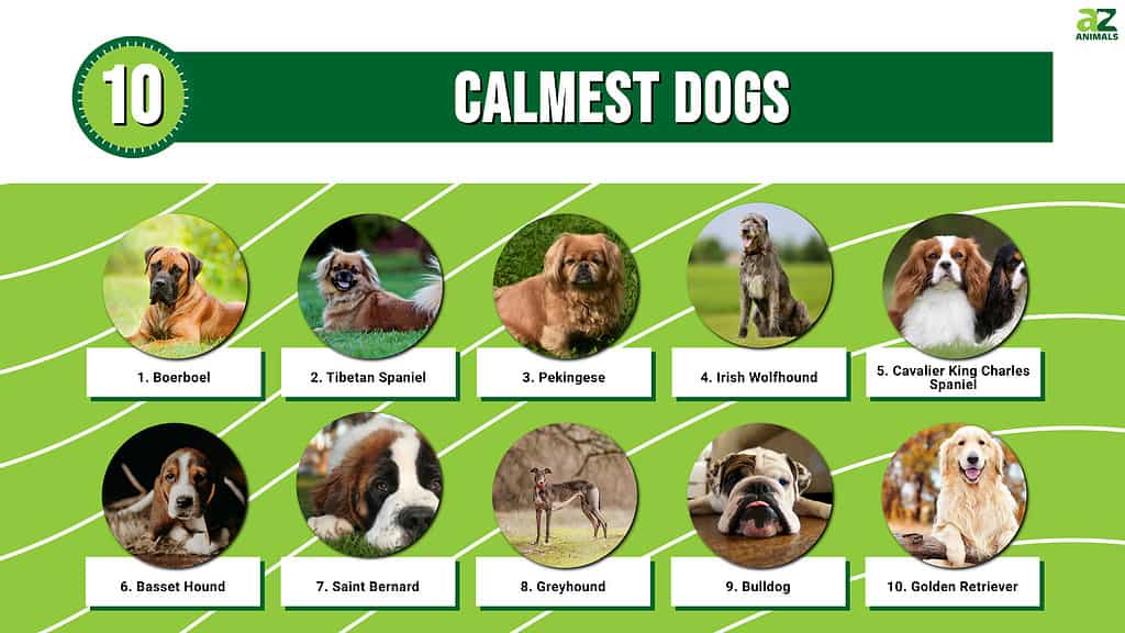 Top 10 Calmest Dogs - A-Z Animals