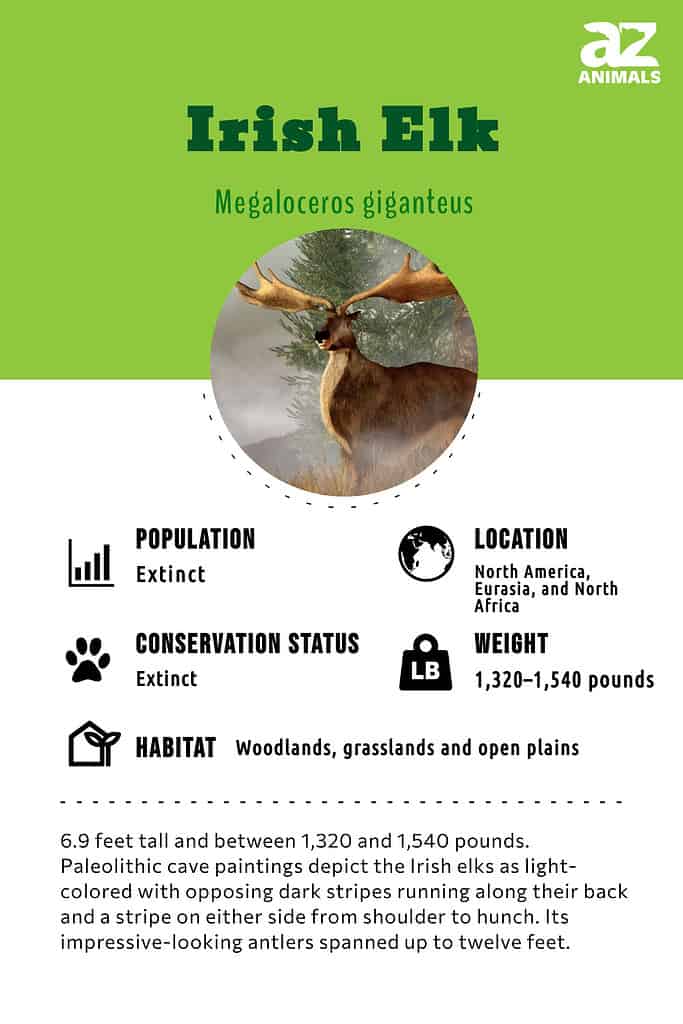 Irish Elk Animal Facts  Megaloceros giganteus - A-Z Animals